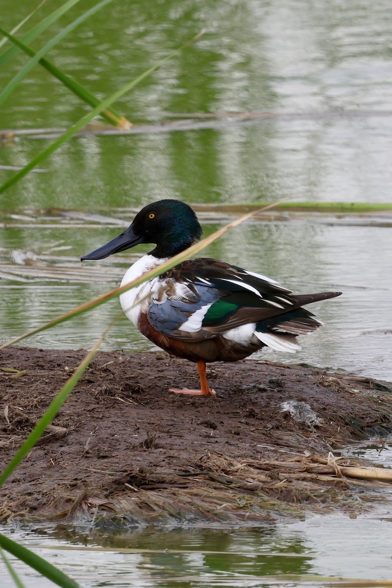 Canard souchet - ML617447921