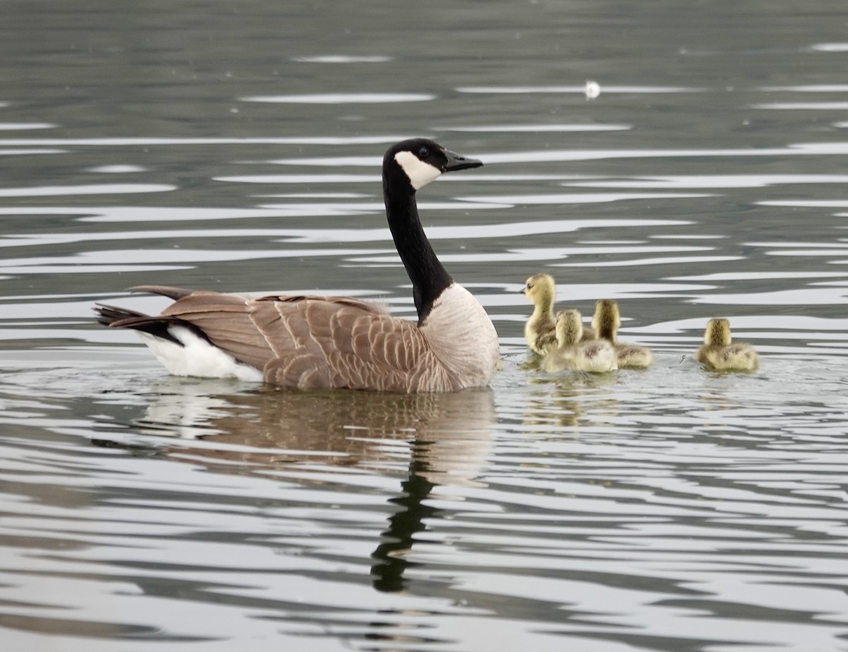 Canada Goose - ML617447928