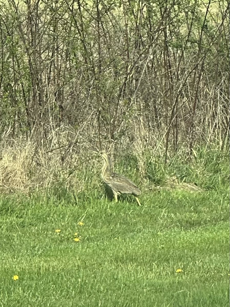 American Bittern - ML617447940
