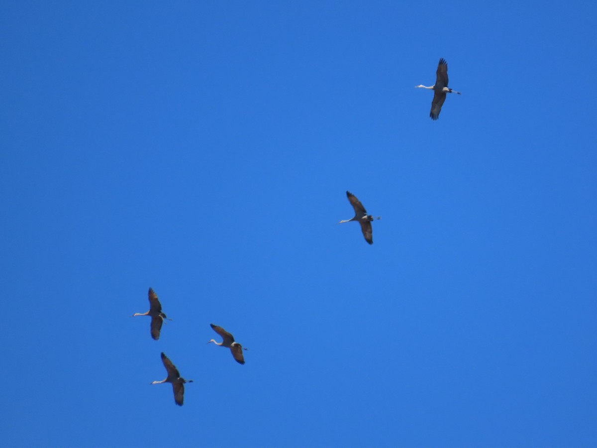 Sandhill Crane - ML617447961