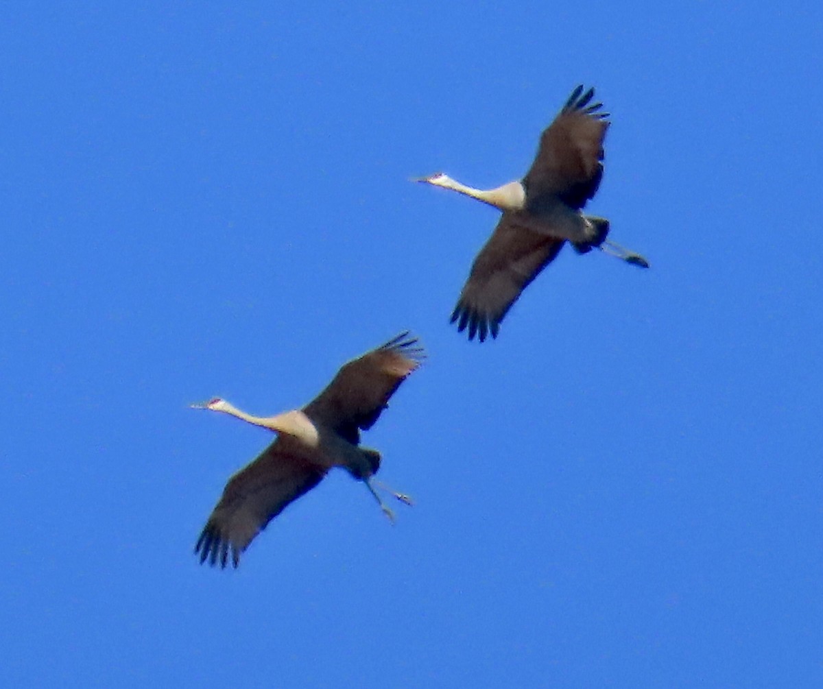 Sandhill Crane - ML617447962