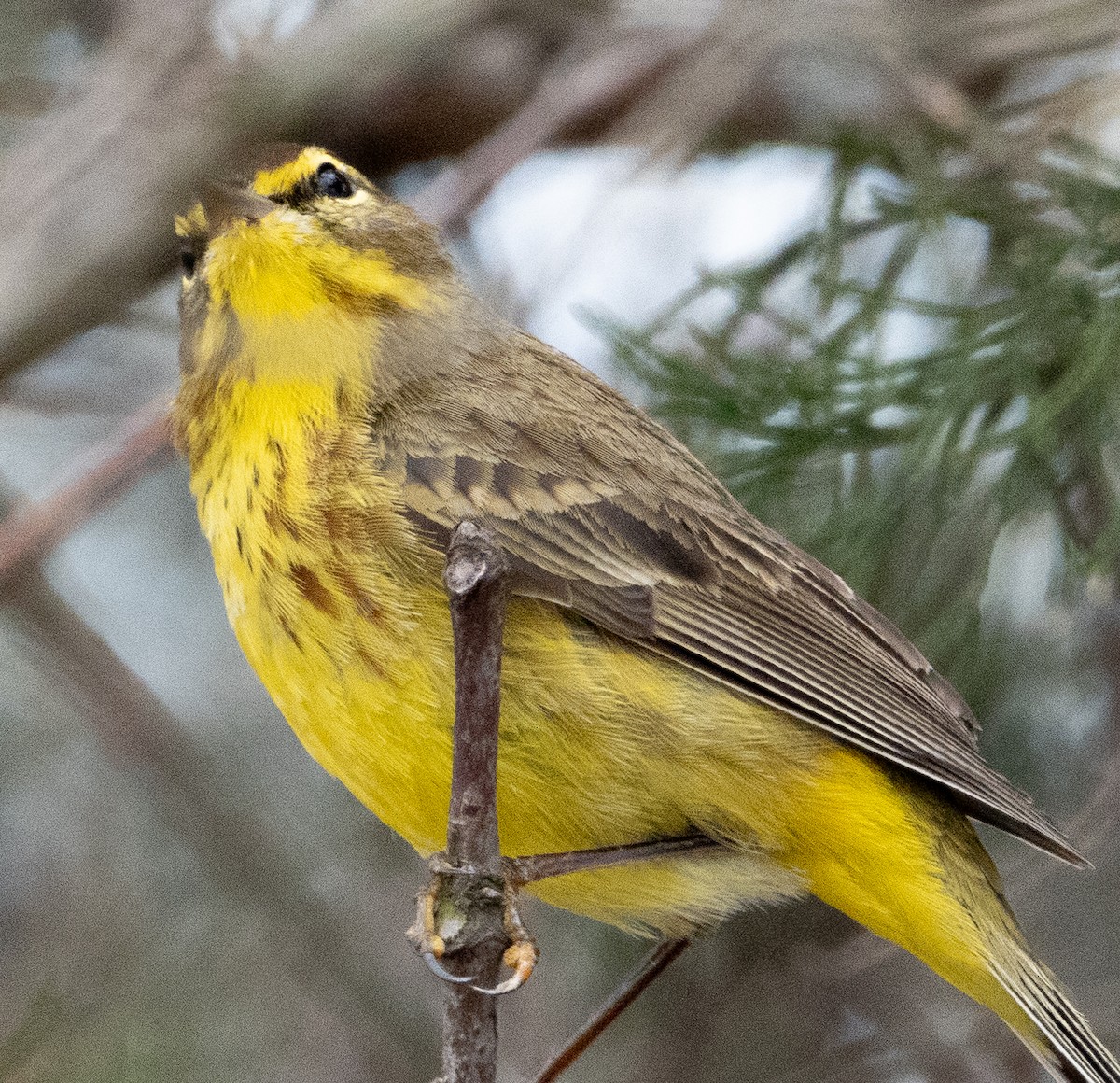 Palm Warbler - ML617447974