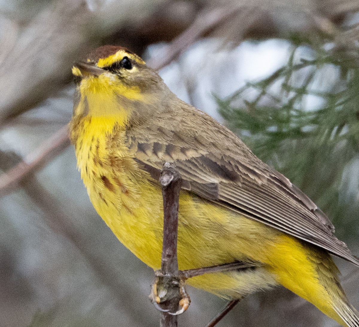 Palm Warbler - ML617447975