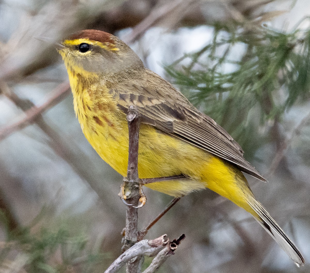 Palm Warbler - ML617447976