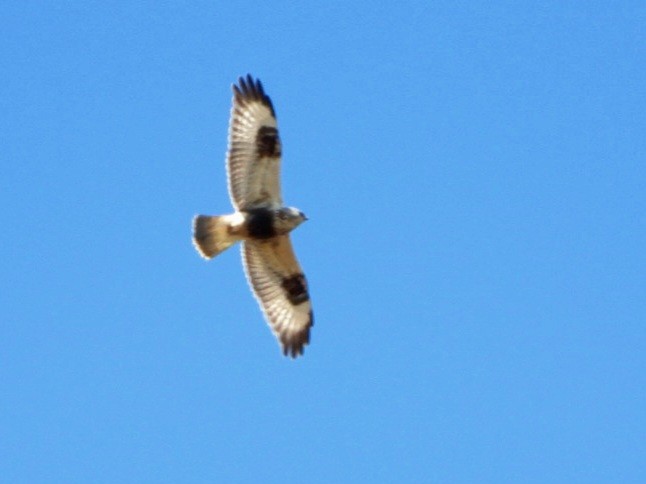 Rough-legged Hawk - ML617447999