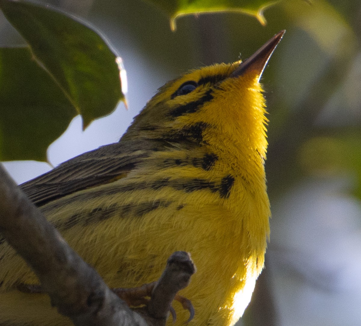 Prairie Warbler - ML617448010