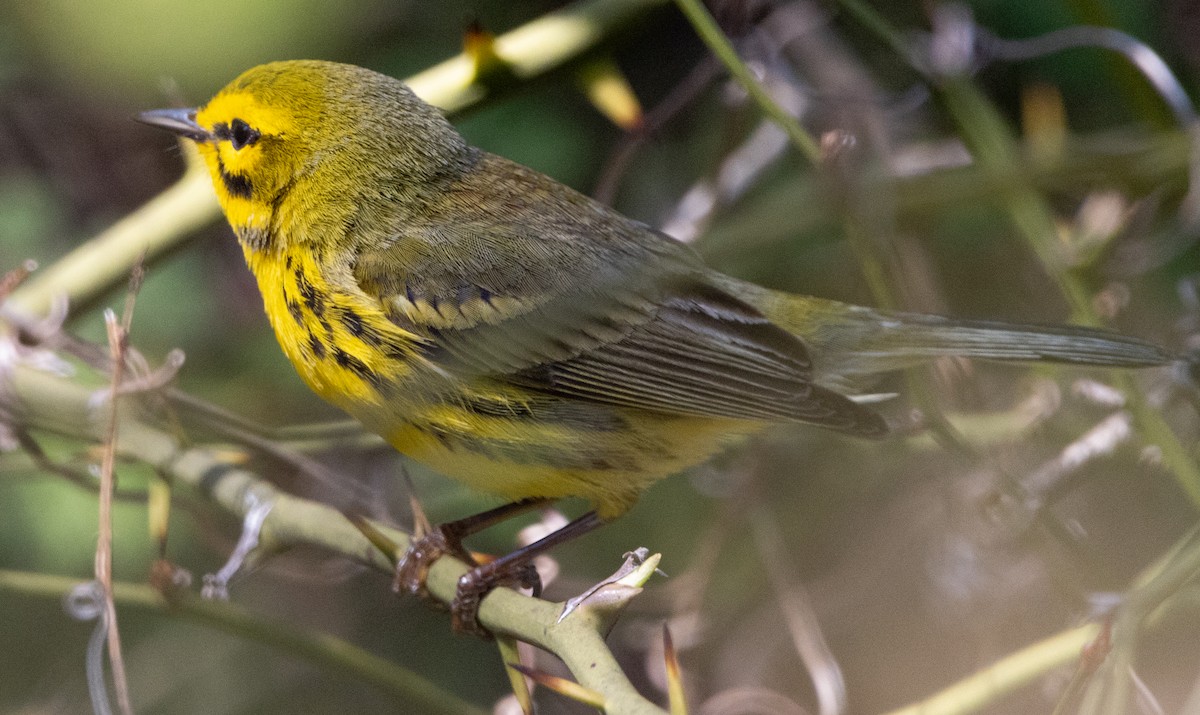 Prairie Warbler - Jenny Rogers