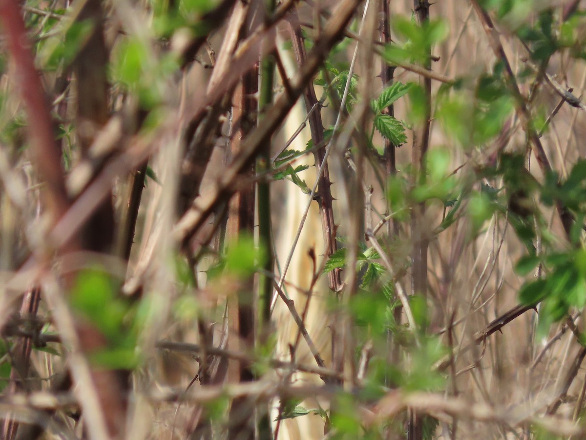 American Bittern - ML617448047
