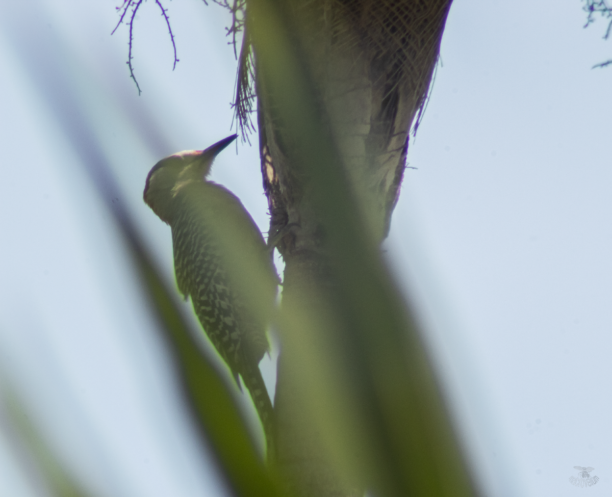 West Indian Woodpecker - Alejandro Sautié Viera