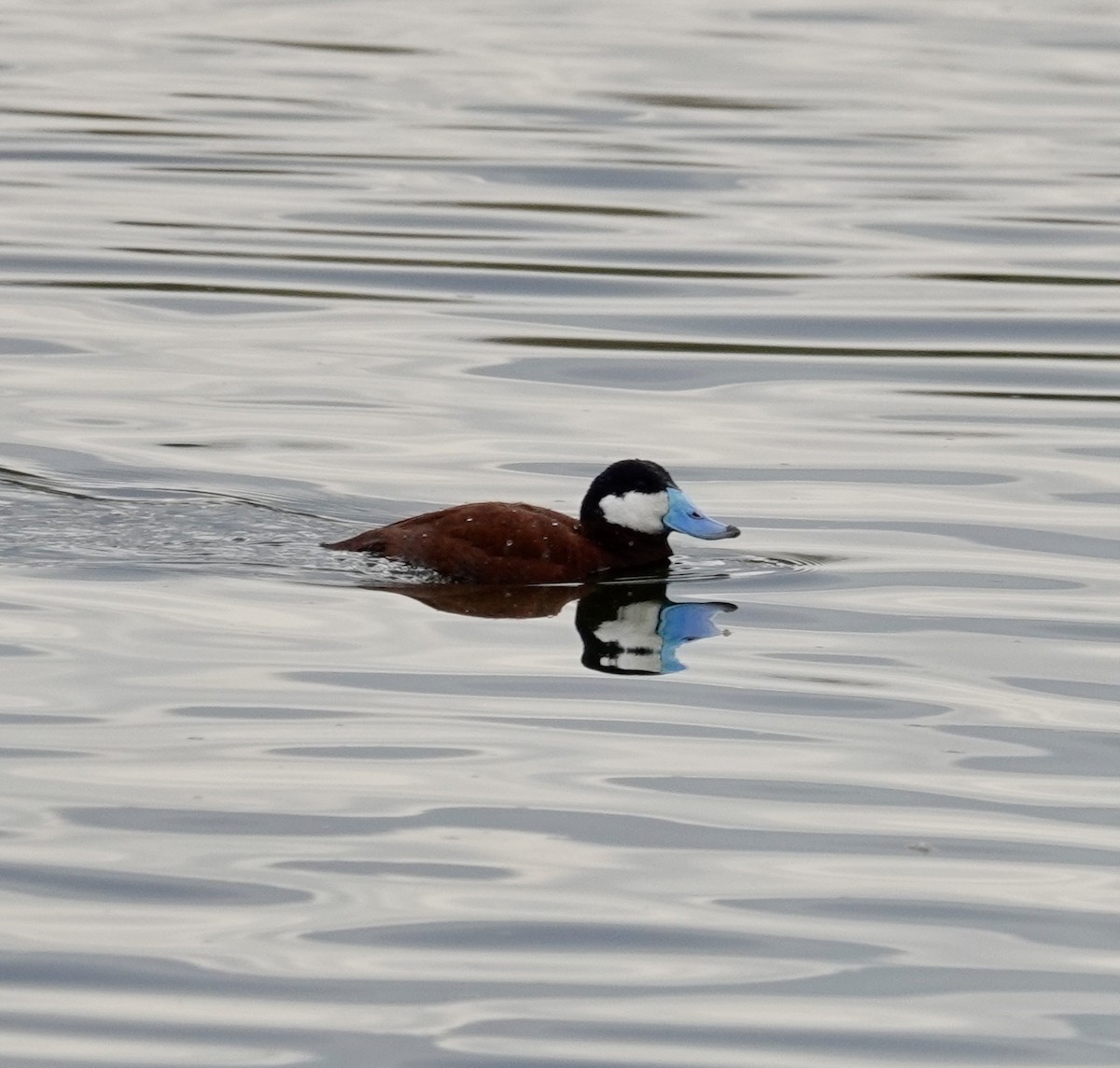 Ruddy Duck - ML617448085