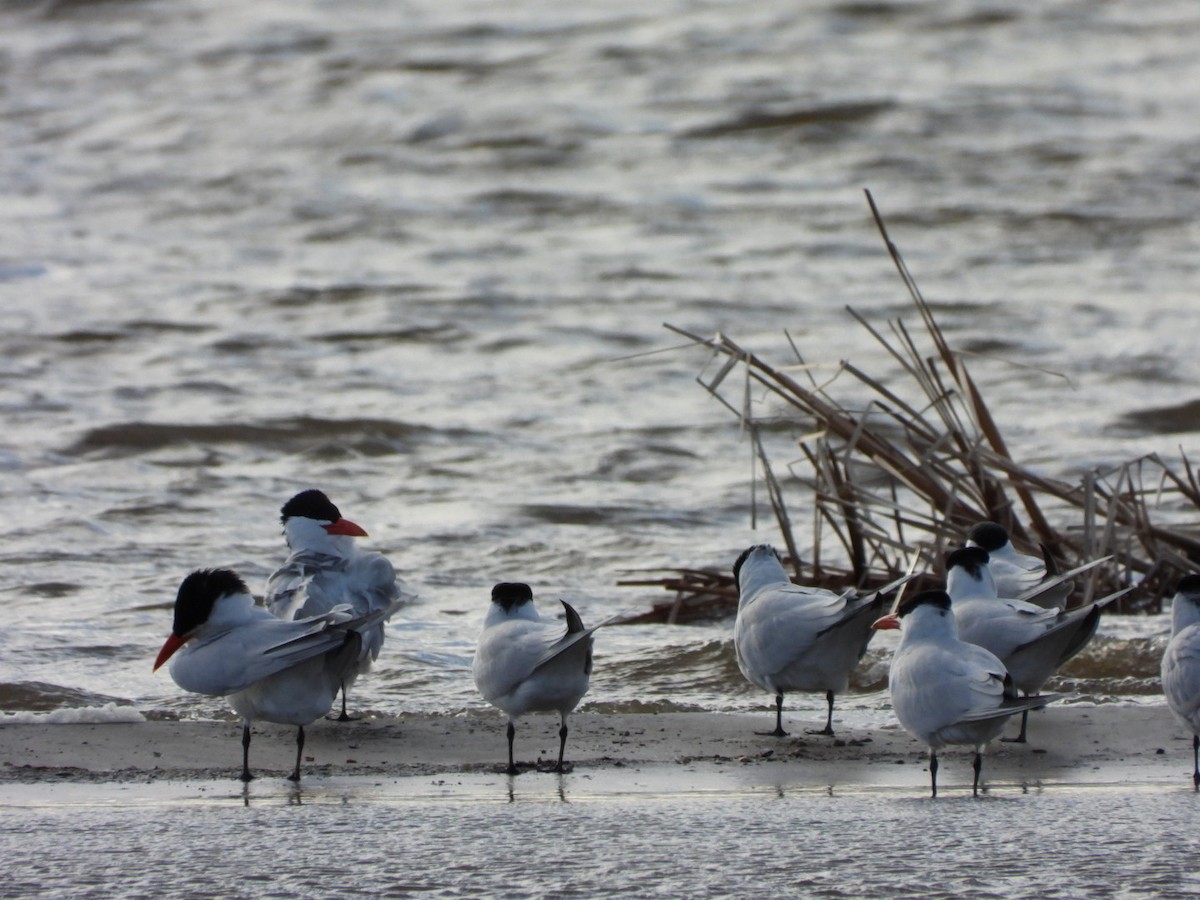 Caspian Tern - ML617448097