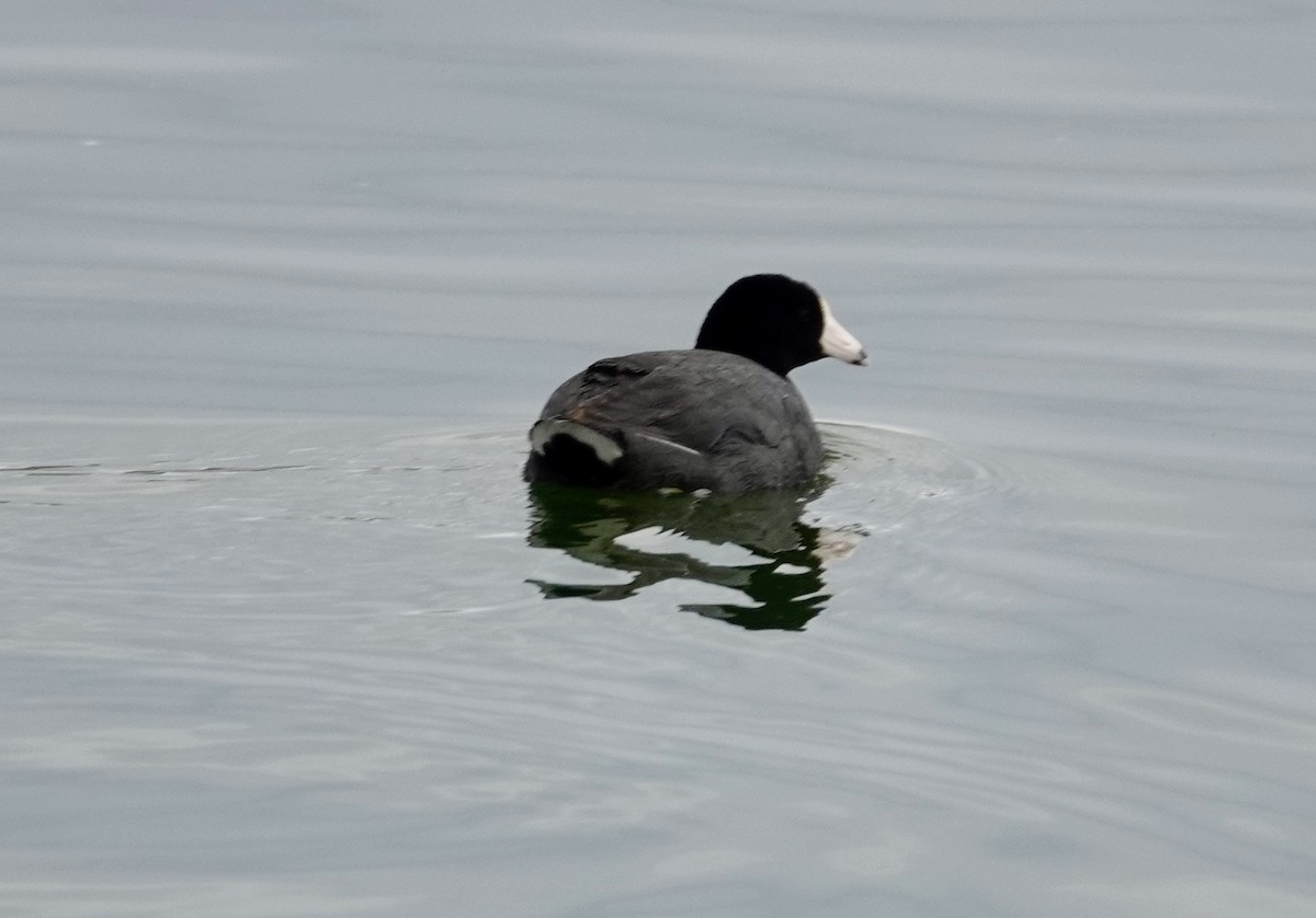 American Coot - Jill Punches