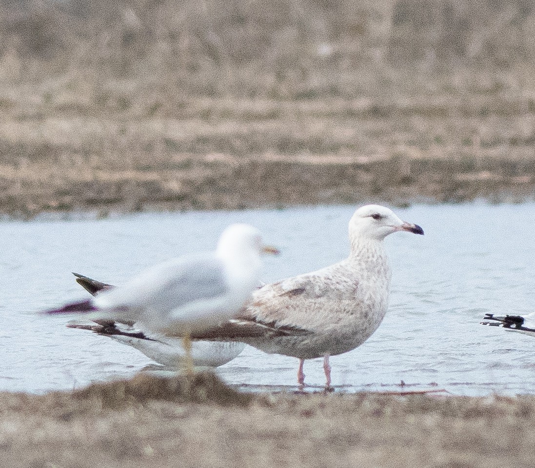 Gaviota Argéntea - ML617448244