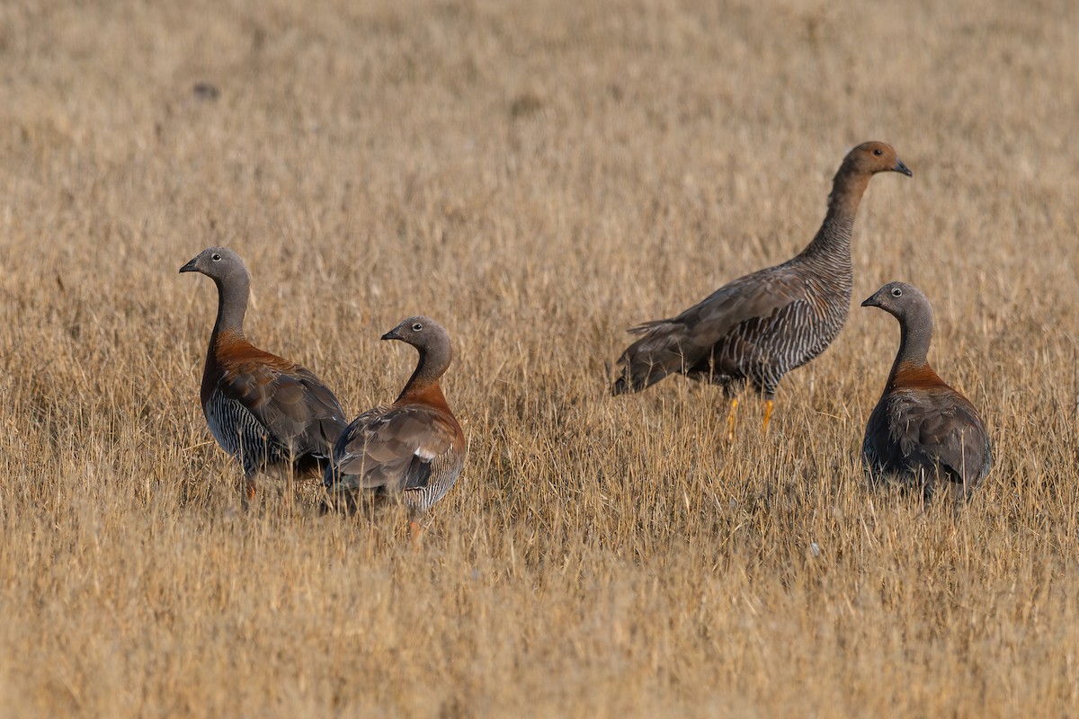 Ashy-headed Goose - Nicolas Mazzini