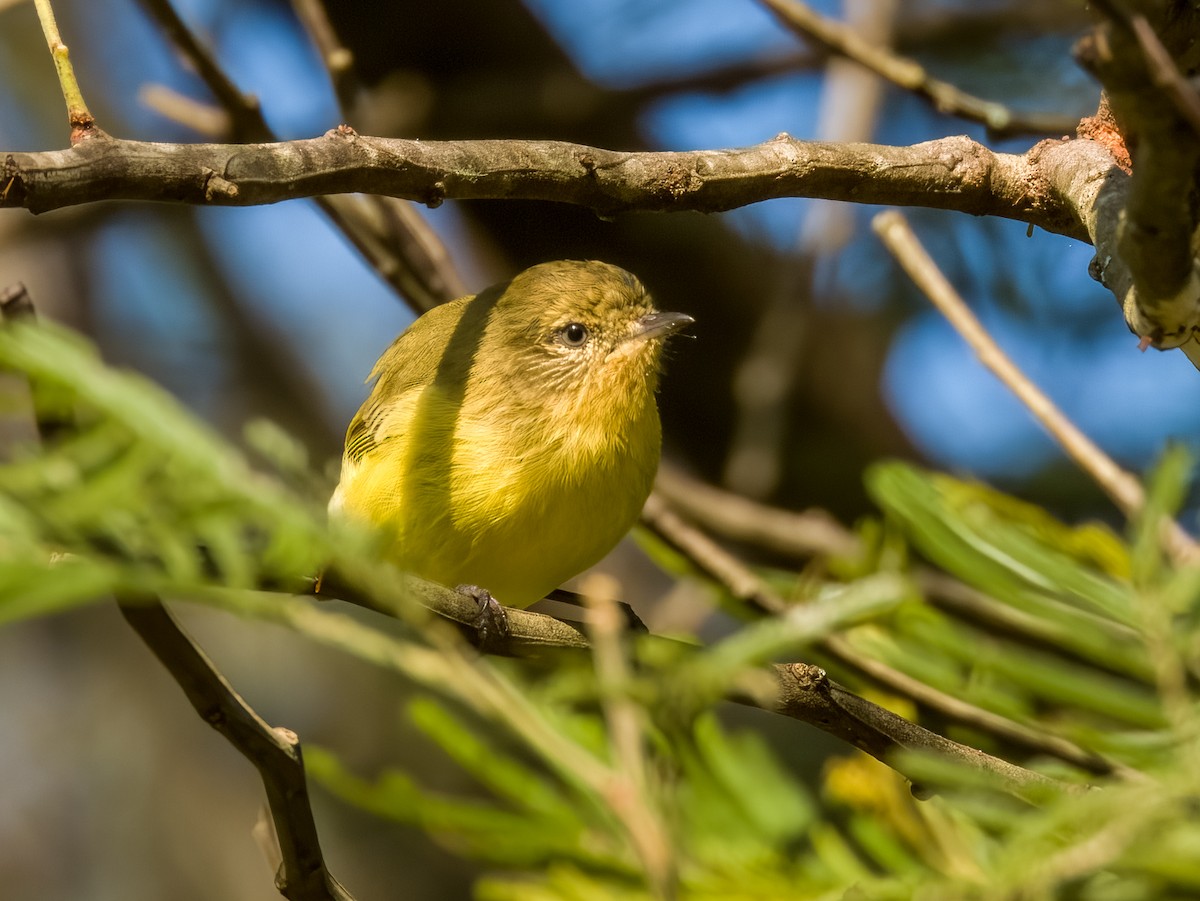 Yellow Thornbill - Imogen Warren