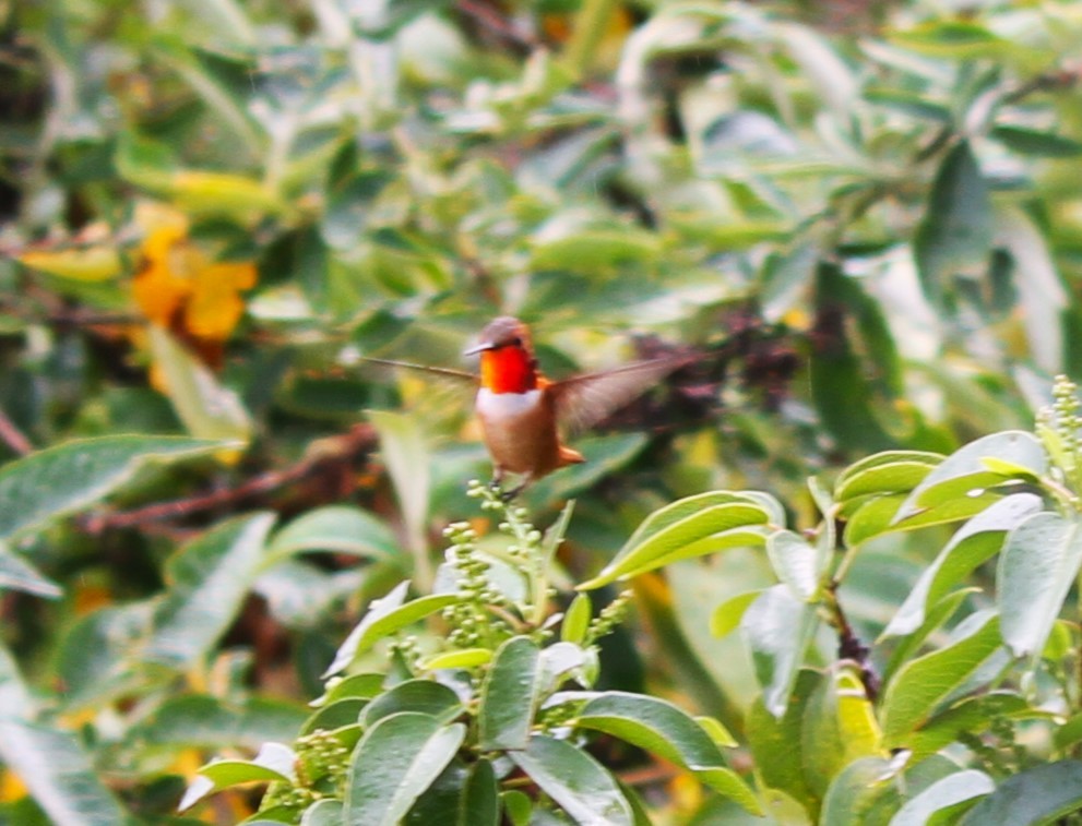 Rufous Hummingbird - ML617448323