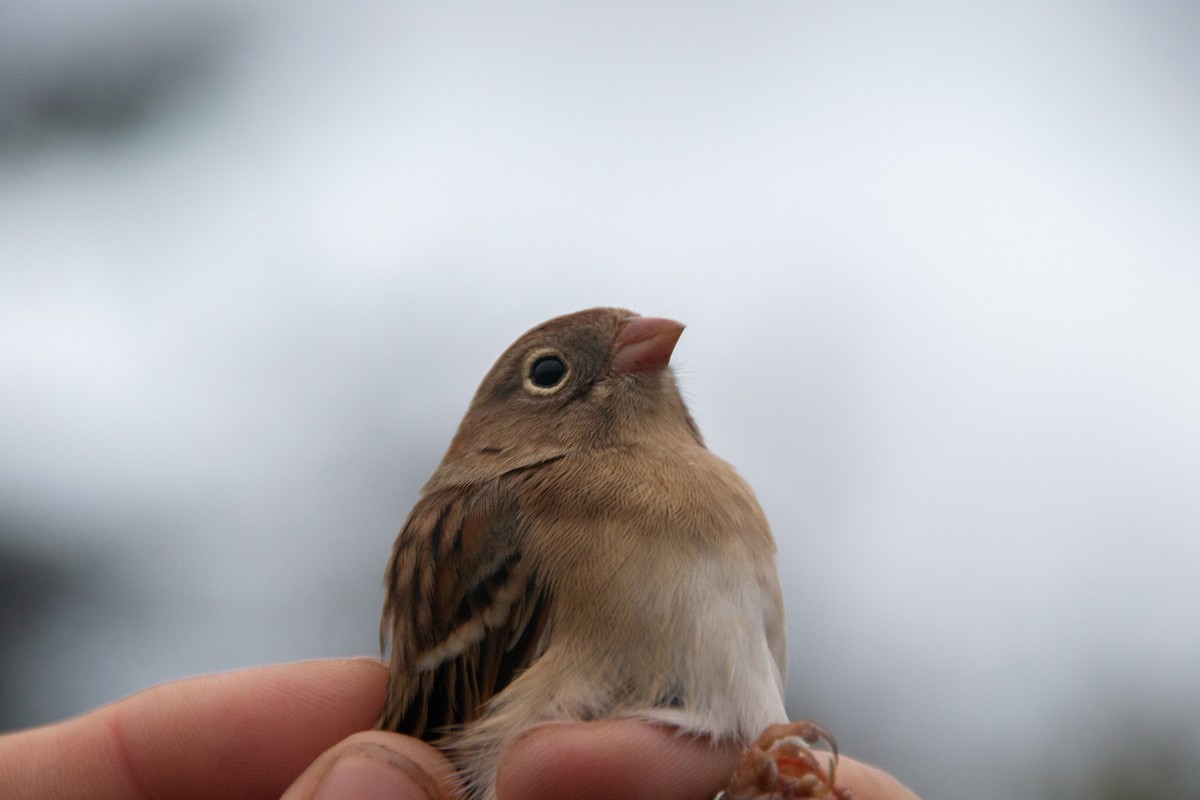 Field Sparrow - ML617448353