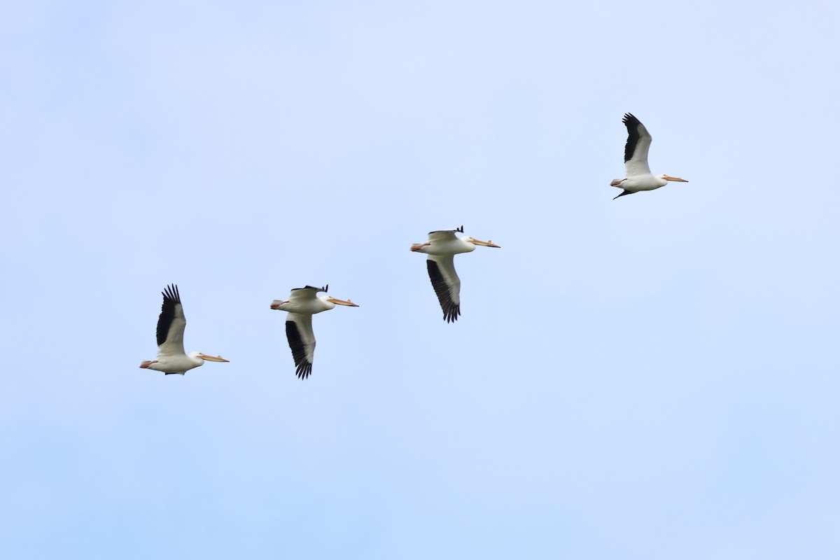 American White Pelican - ML617448386