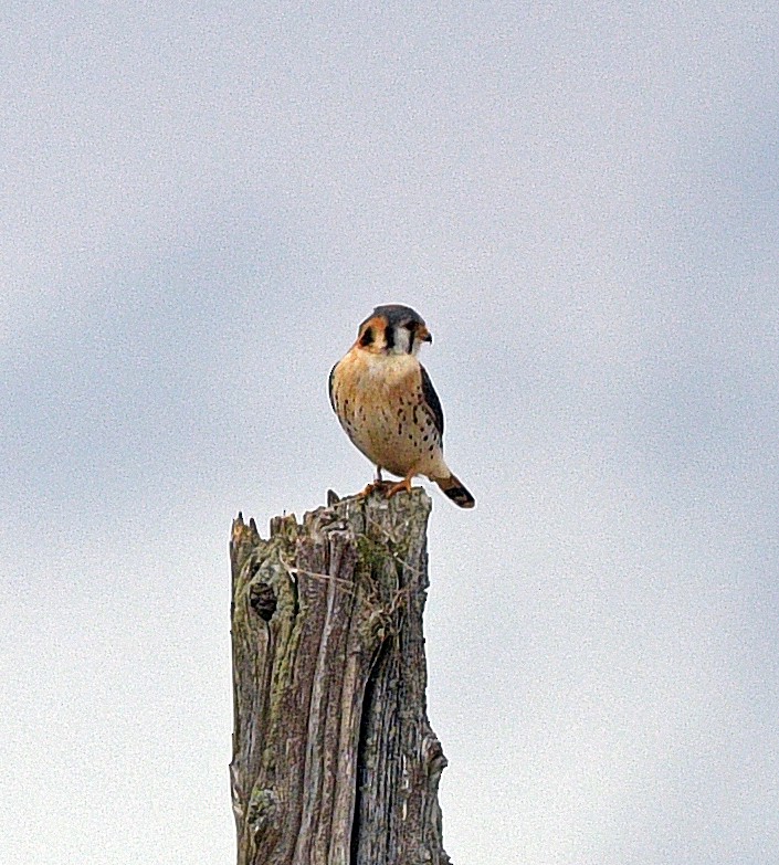 American Kestrel - ML617448402