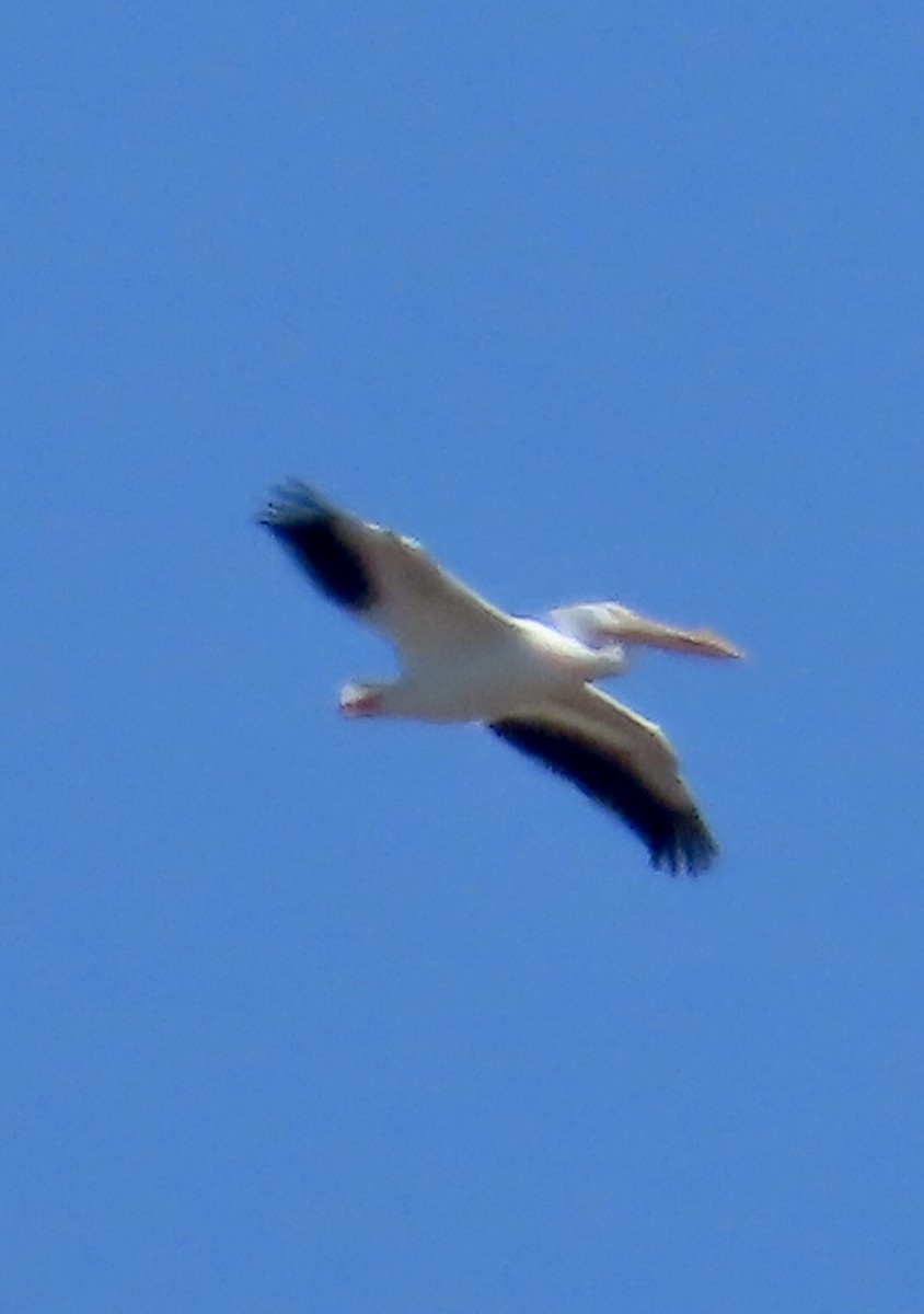 American White Pelican - ML617448403
