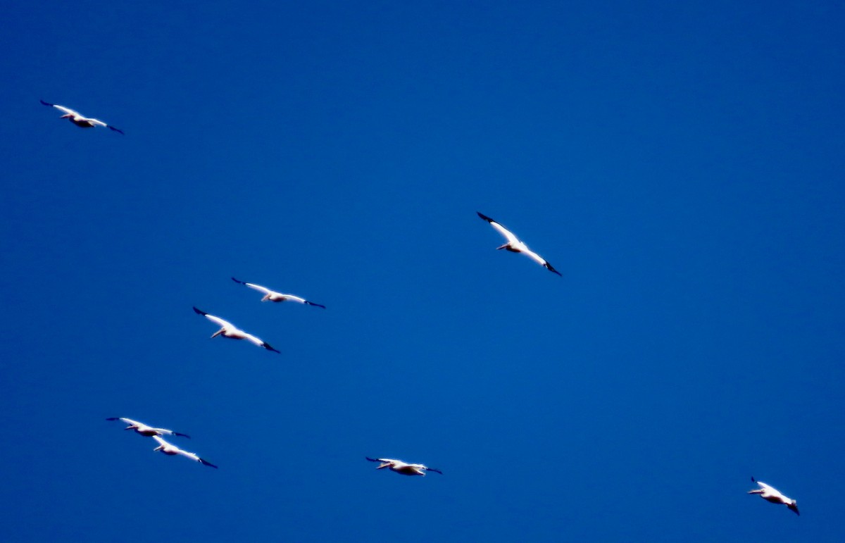 American White Pelican - ML617448405