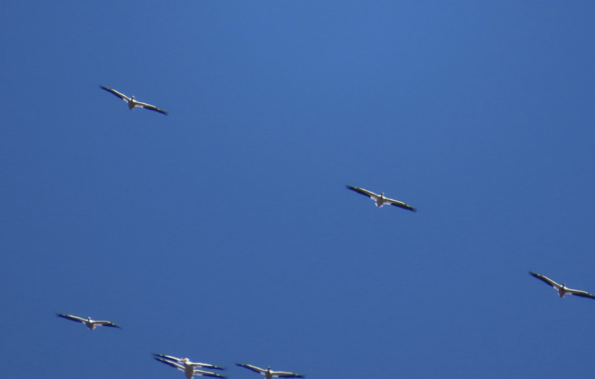 American White Pelican - ML617448406