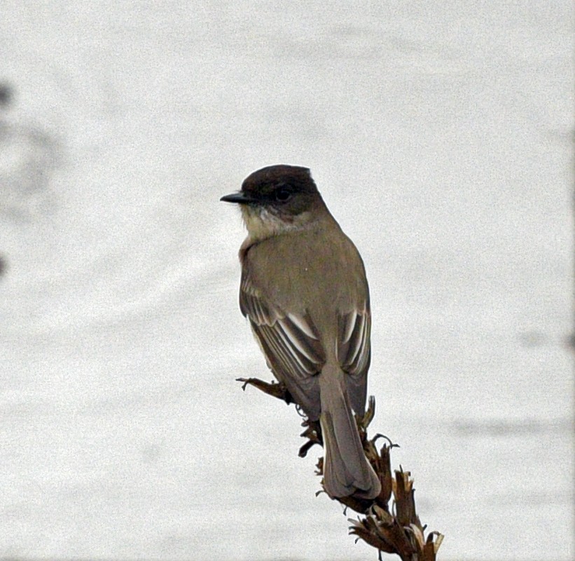 Eastern Phoebe - ML617448413