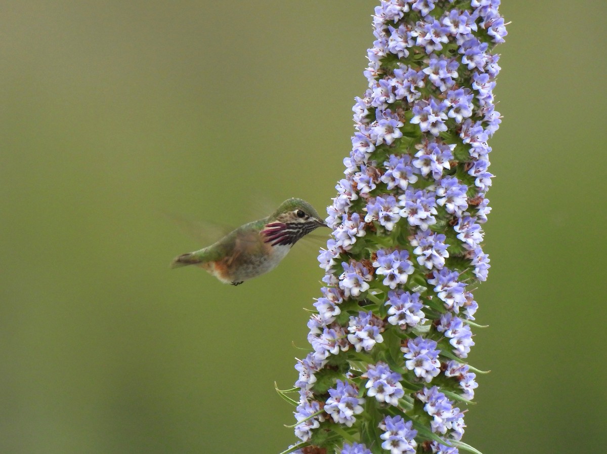 Calliope Hummingbird - ML617448433