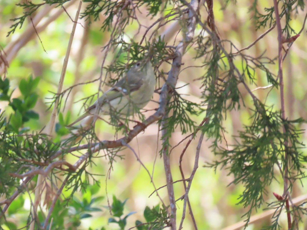 Ruby-crowned Kinglet - John Gaglione