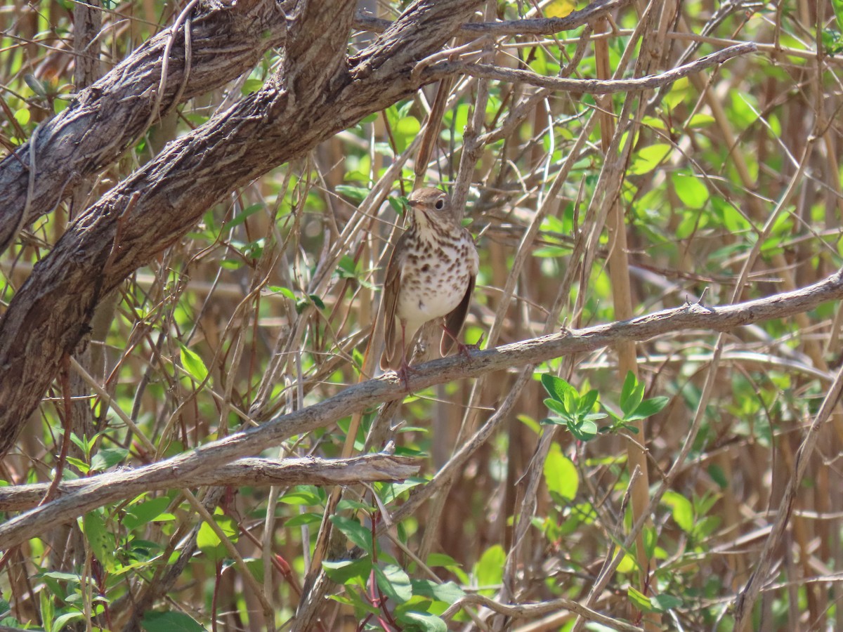 Hermit Thrush - John Gaglione