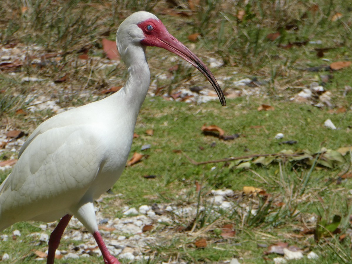 ibis bílý - ML617448552