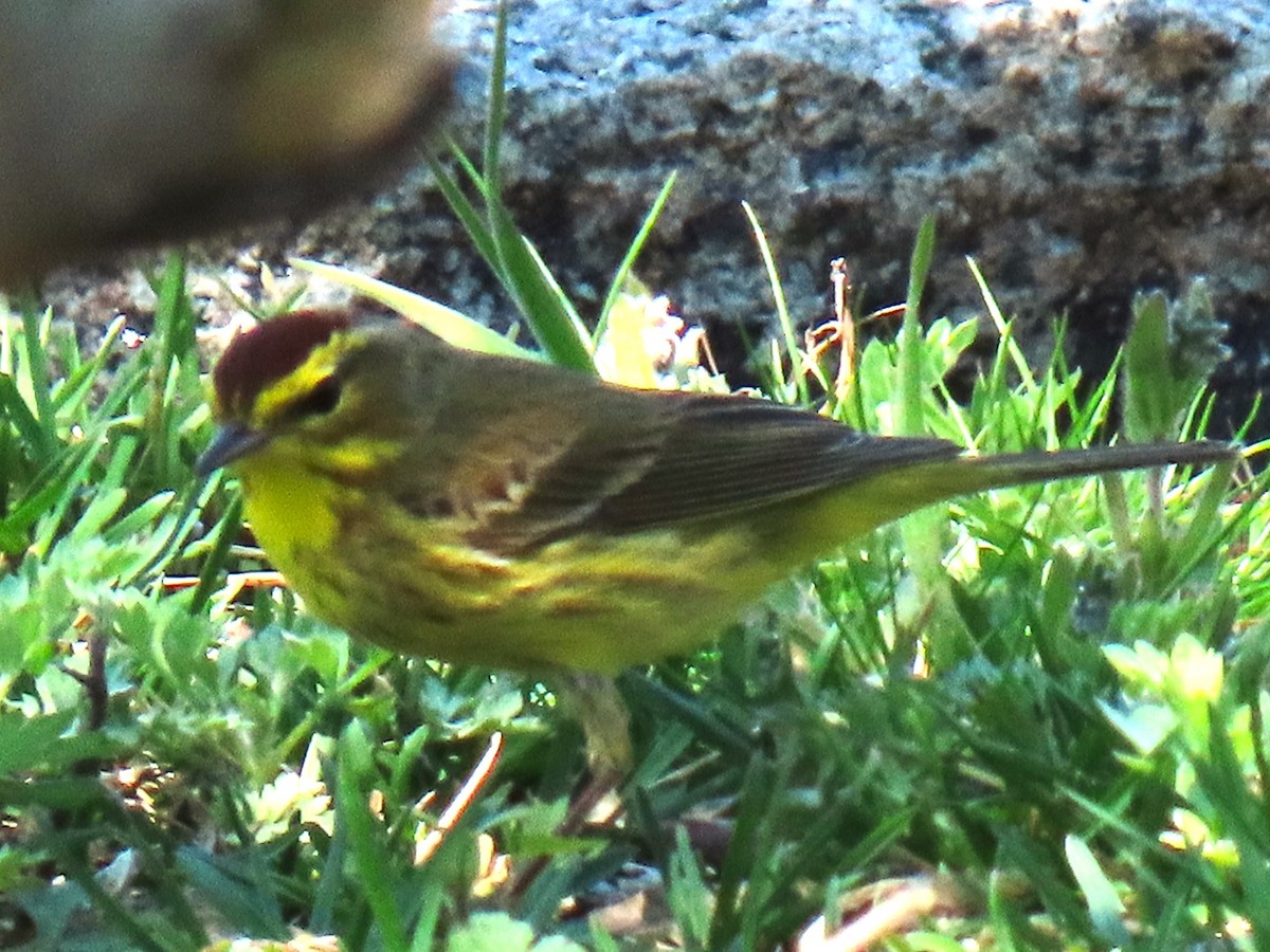 Palm Warbler - John Gaglione