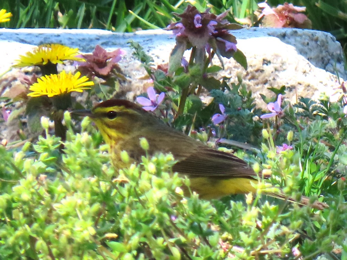 Palm Warbler - John Gaglione