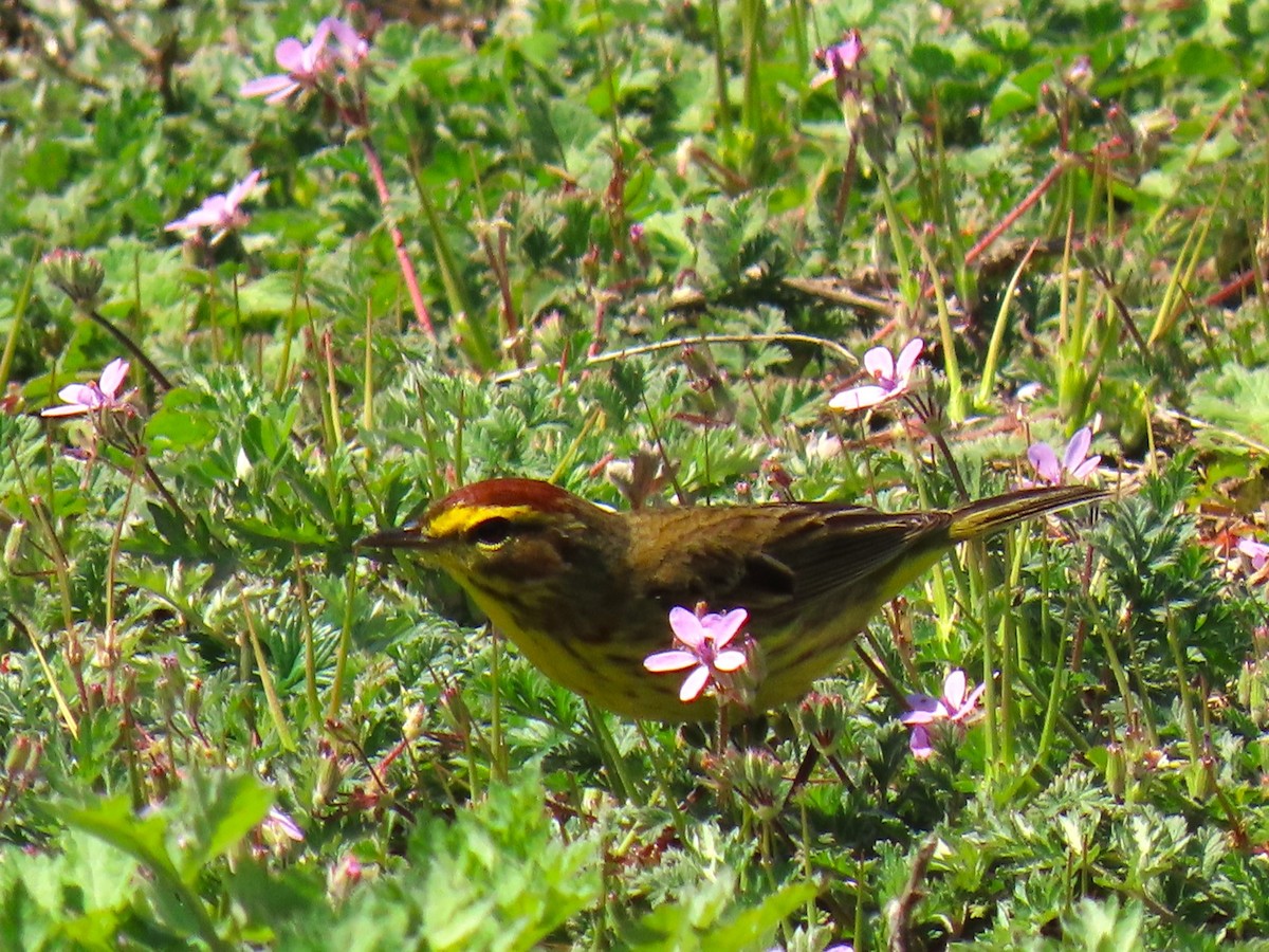 Palm Warbler - John Gaglione