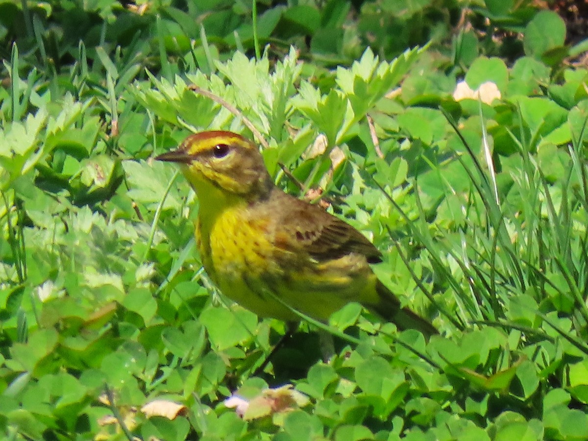 Palm Warbler - John Gaglione