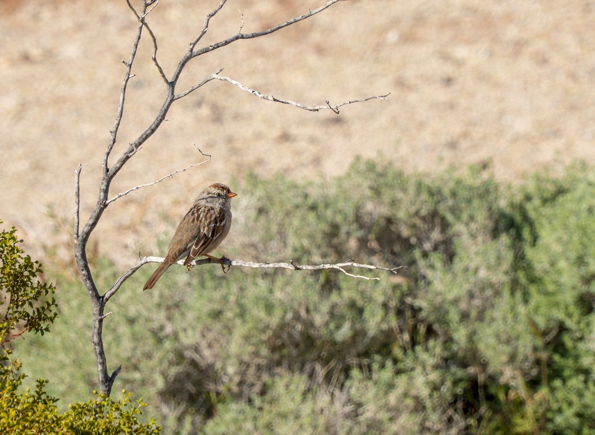 White-crowned Sparrow - ML617448708