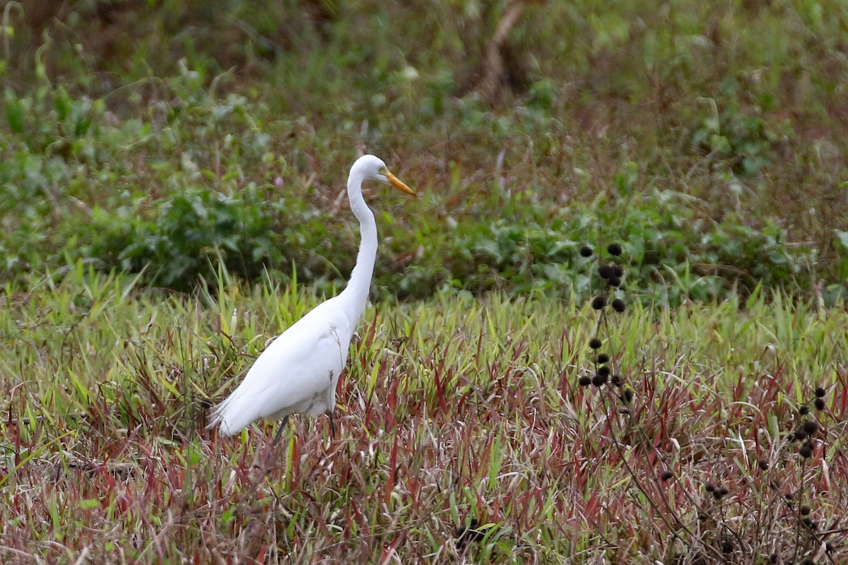 中白鷺 - ML617448711