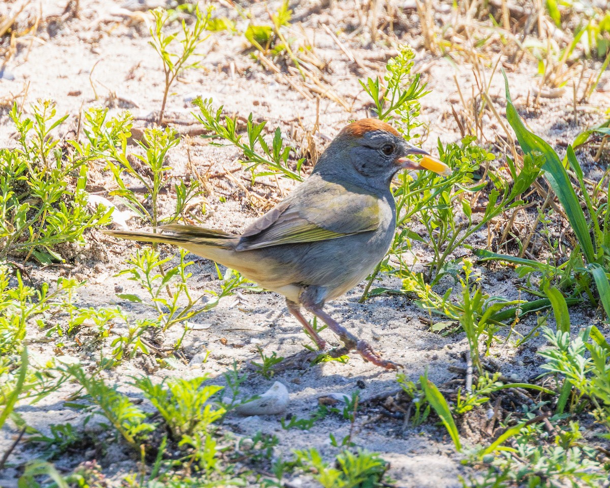 Green-tailed Towhee - ML617448712