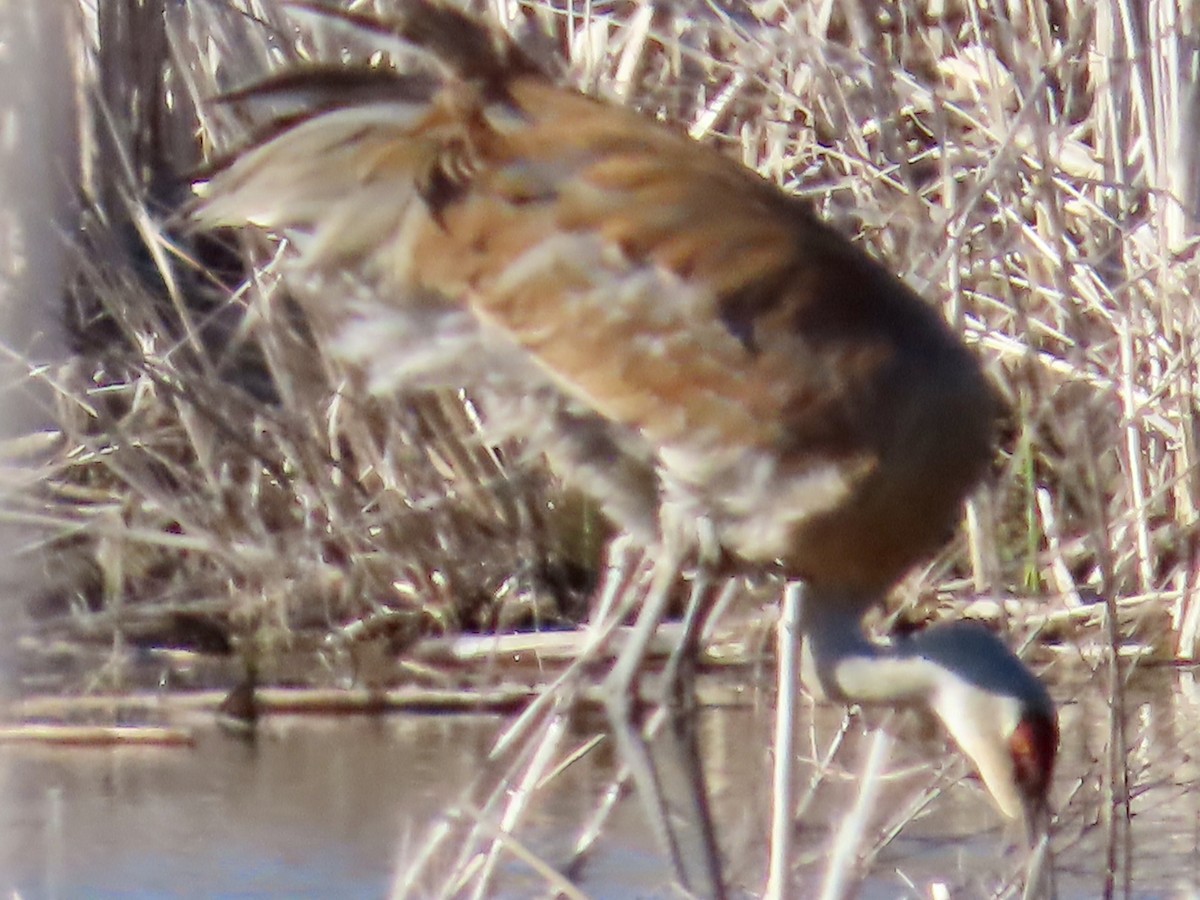 Sandhill Crane - ML617448715