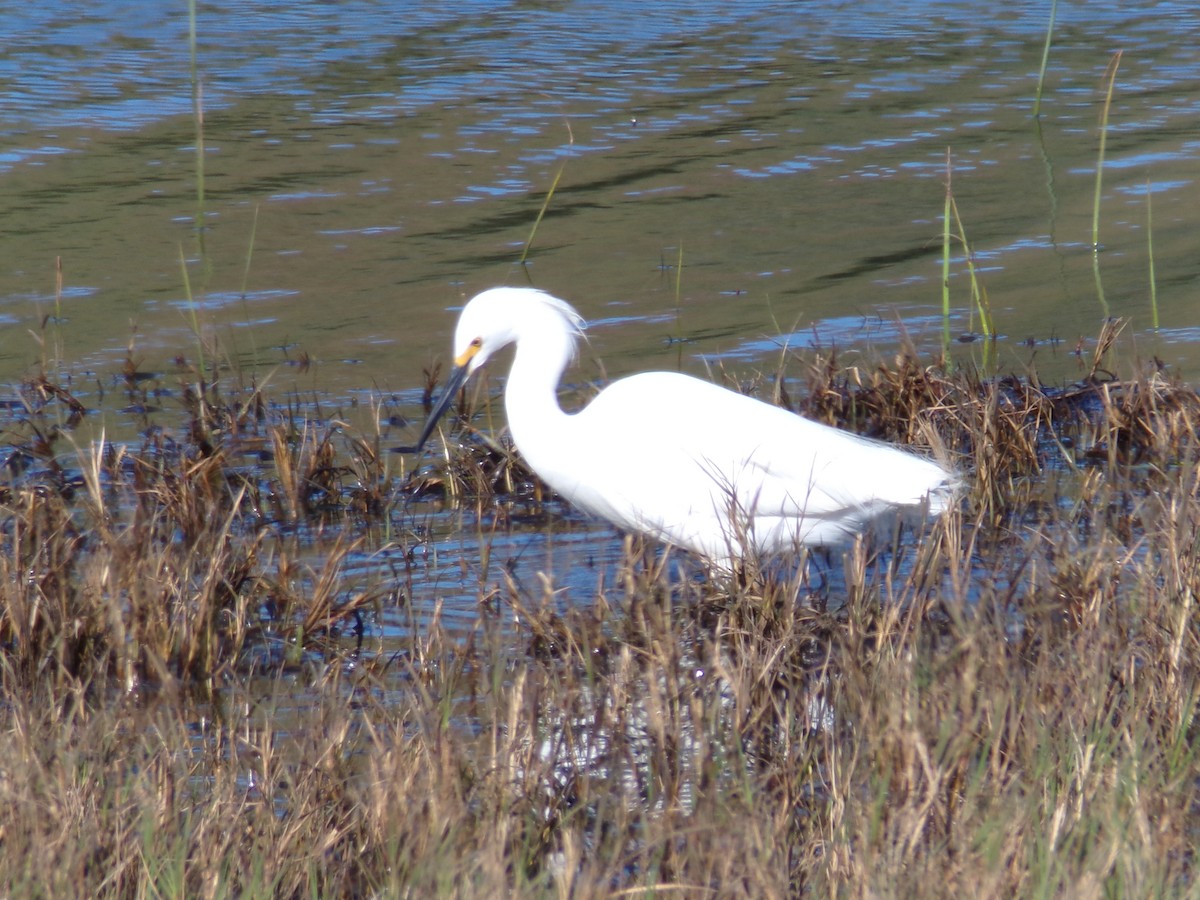 Snowy Egret - Ross Rabkin