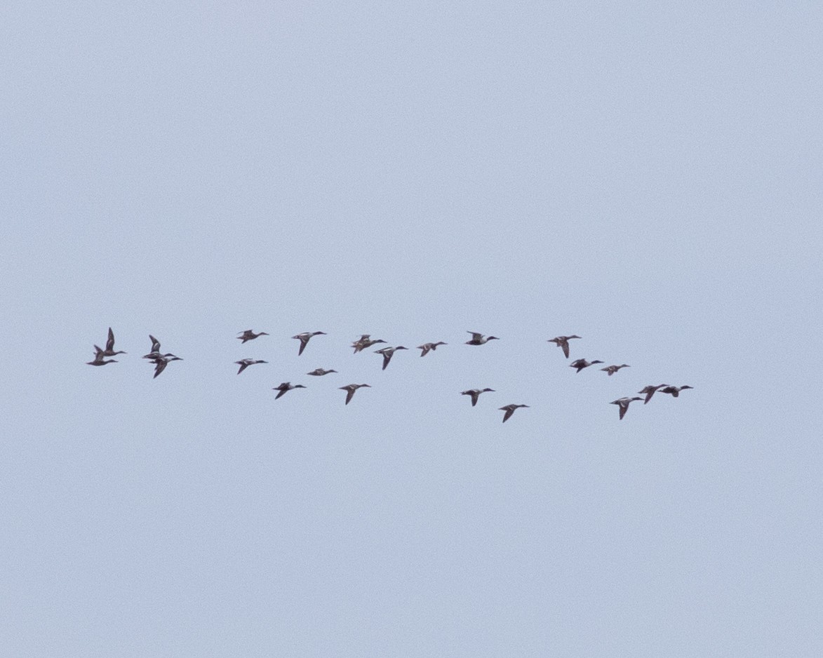 Northern Shoveler - ML617448734