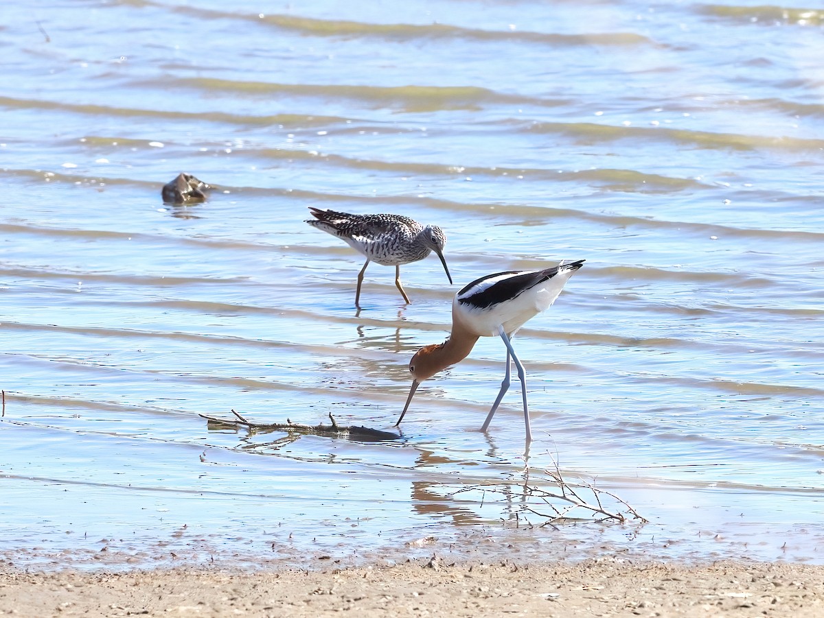 Avoceta Americana - ML617448746