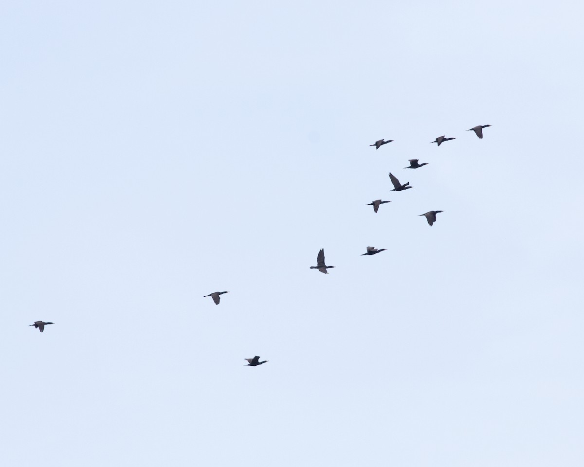 Double-crested Cormorant - ML617448790