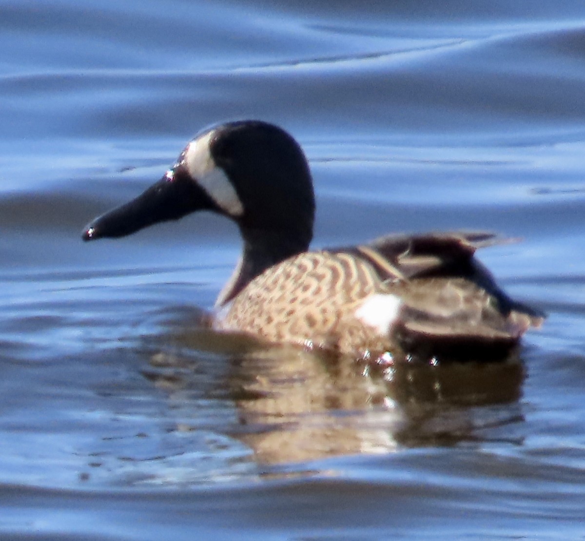 Blue-winged Teal - ML617448792