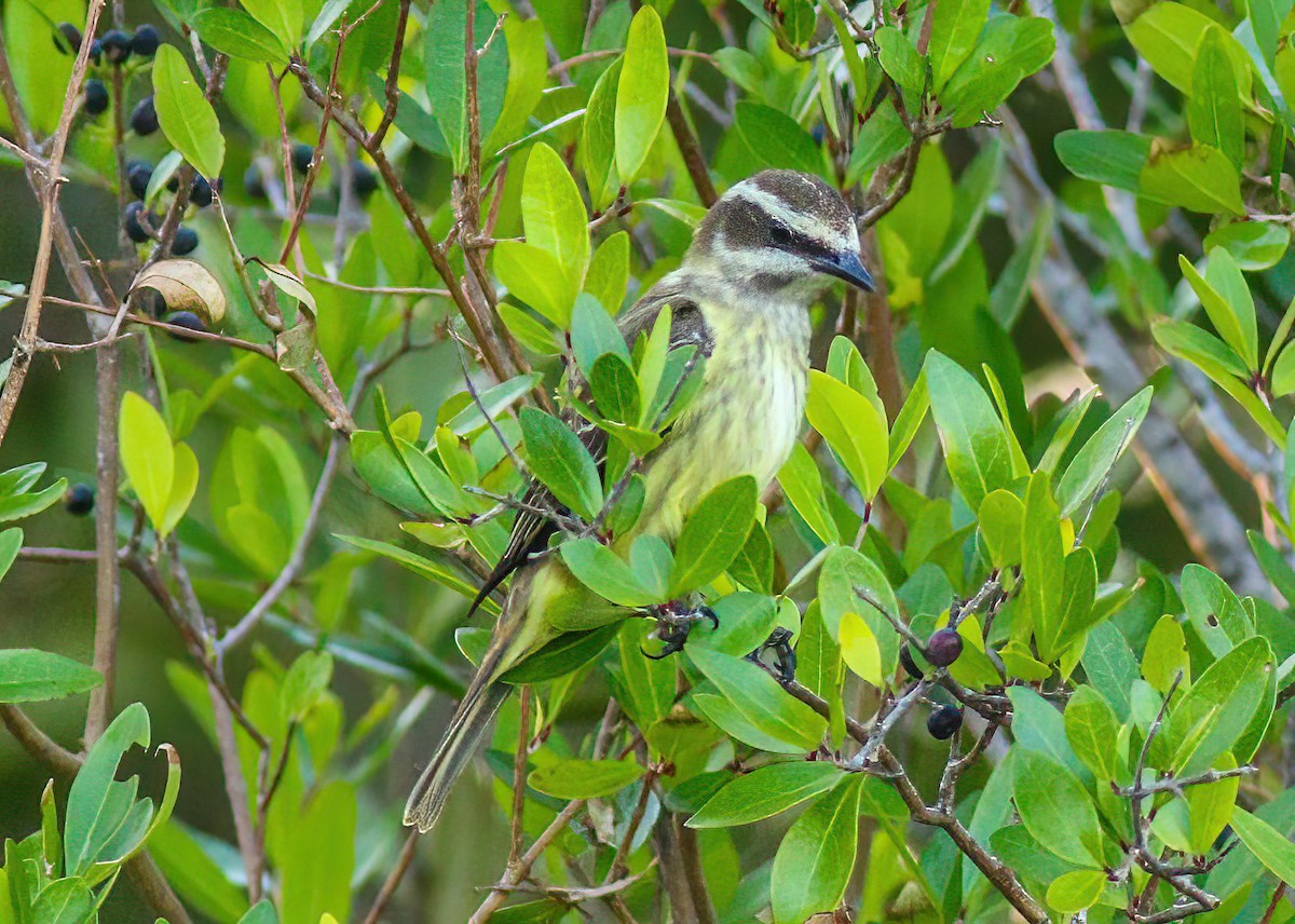 Piratic Flycatcher - ML617448801