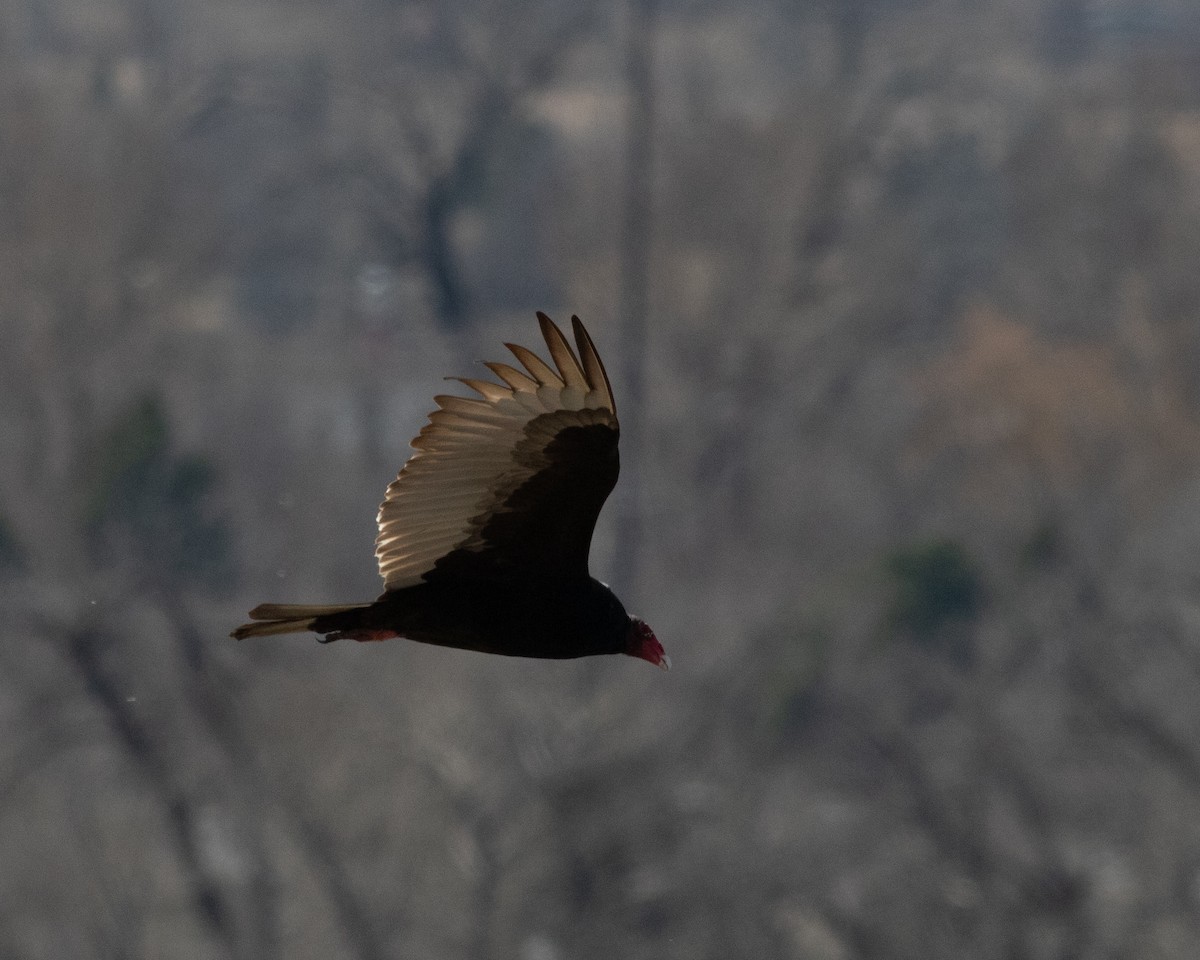 Turkey Vulture - ML617448813