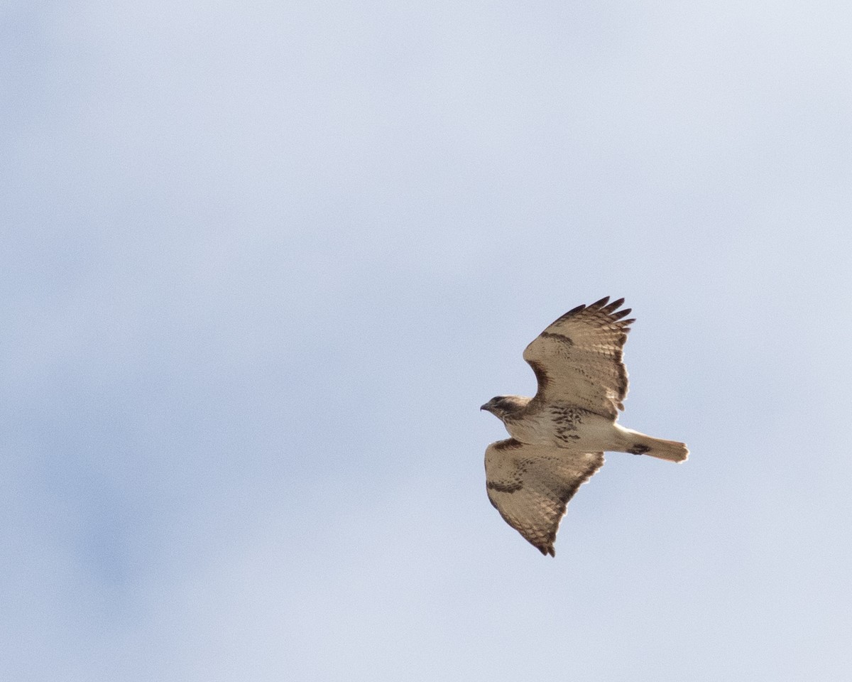 Red-tailed Hawk - Earl Johnson