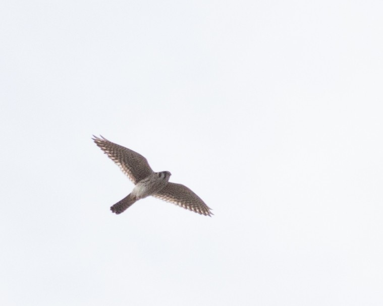 American Kestrel - ML617448837