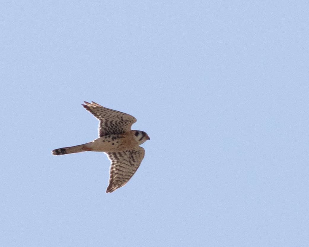 American Kestrel - ML617448838