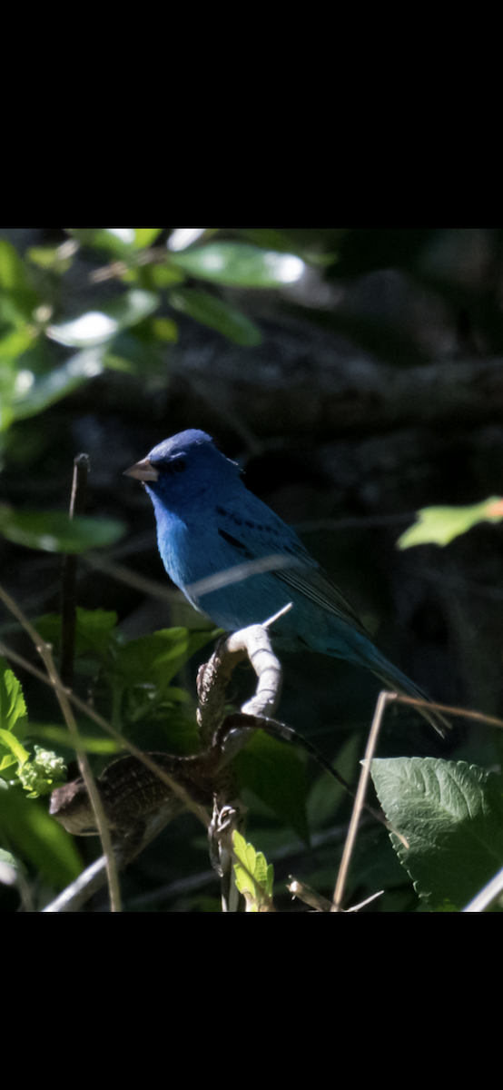 Passerin indigo - ML617448847